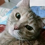 Алина